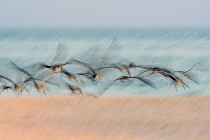 Schwarzmantel-Scherenschnabel Rynchops niger Black Skimmer